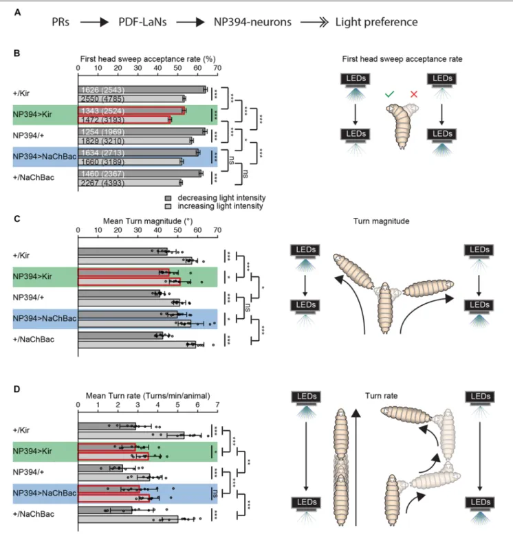 FIGURE 1 | The functional role of NP394-neurons in navigational strategies based on temporal information processing