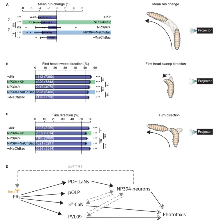 FIGURE 2 | Navigational strategies based on spatial information processing. (A–C) Larvae were tested in the spatial light source assay (please see “Materials and Methods” section)