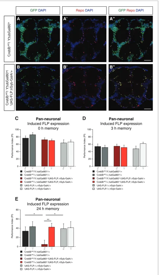 Figure 2. CrebB is dispensable for STM and MTM, but required for LTM. CrebB::GFP was removed from neurons and antibody stainings were conducted along with appetitive olfactory conditioning experiments