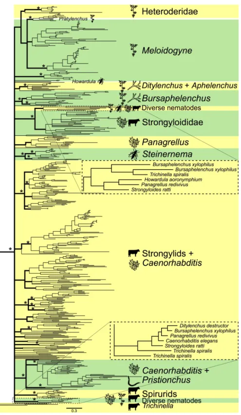 Fig 1. Bayesian tree of VALs in nematodes. Asterisks indicate main branches (bold) well-supported by the Bayesian or maximum likelihood analysis