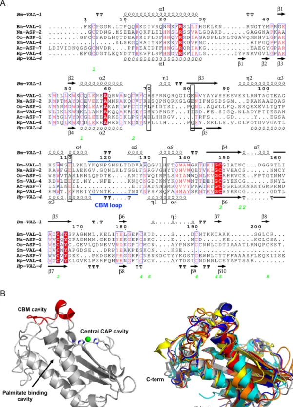 Fig 2. Comparison of helminth VALs. (A) The sequences of helminth VALs with known structure (see below) are aligned with clustalW2, and the secondary structural features are illustrated with the coordinates of Bm-VAL-1 and Hp-VAL-4 using ESPript.