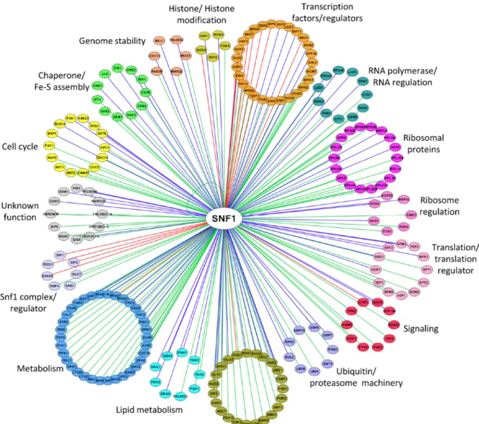 FIGURE 2: Network of Snf1 physical interactors. The network reports the known physical associations obtained from SGD (Saccharomyces Genome  Database, http://www.yeastgenome.org)