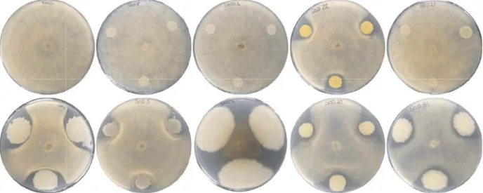 Figure 3. Representative pictures of dual assay experiments of anti- Botrytis activity.