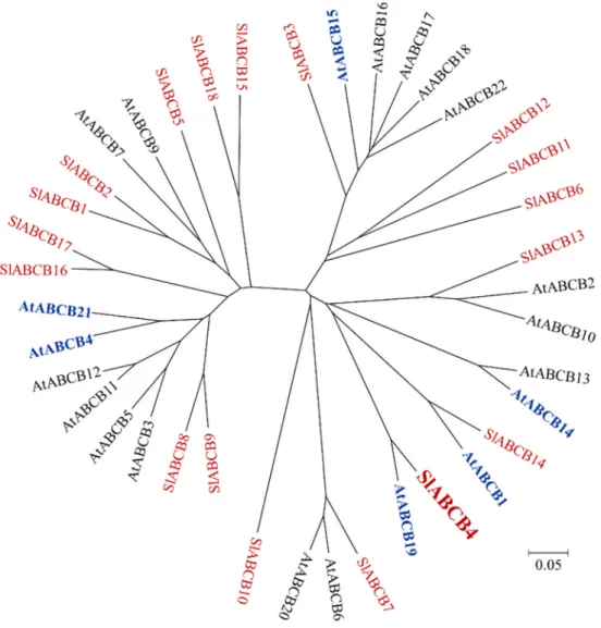 Figure 1. Phylogenetic tree of full-size ABCBs of tomato and Arabidopsis. Tomato ABCBs are shown  in red