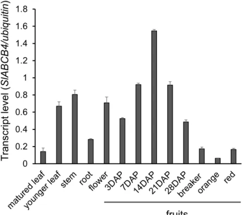 Figure 4. Gene expression analysis of SlABCB4 in various tomato organs. RNAs were extracted from  indicated  organs  of  ‘MicroTom’