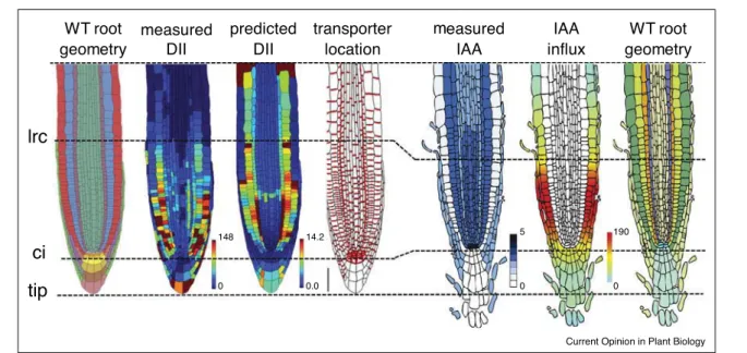 Figure 3 measured DII predictedDII measuredIAA IAA influxWT rootgeometry WT root geometrytransporterlocation lrc ci 5 0 190 tip 0