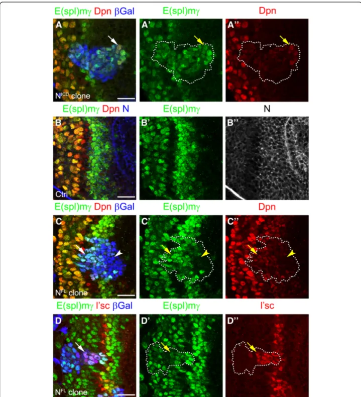 Fig. 2 Notch signalling regulates PI progenitor fate and prevents PII progenitor conversion into neuroblasts