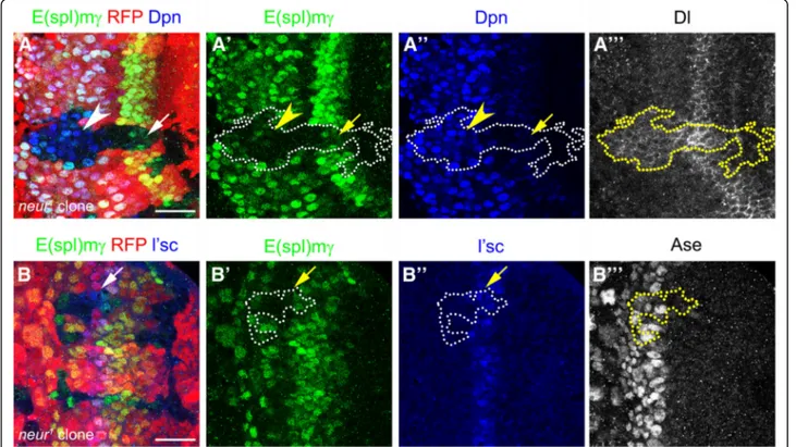 Fig. 5 Notch signalling activation requires Neuralized function at the transition zone