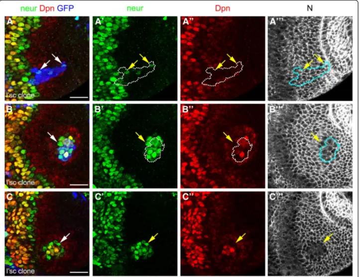 Fig. 6 Lethal of scute regulates neutralized expression and generates ectopic transition zone in a cell non-autonomous manner