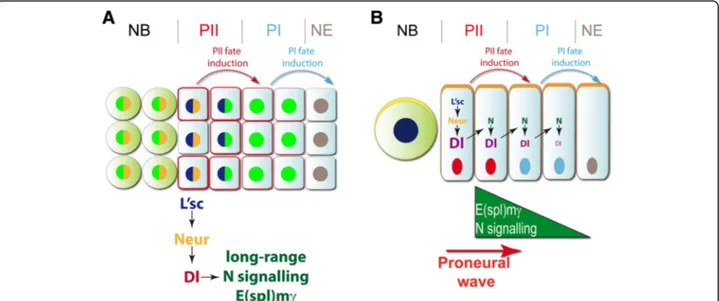 Fig. 7 Working models of Notch signalling during the transition of neural stem cell states