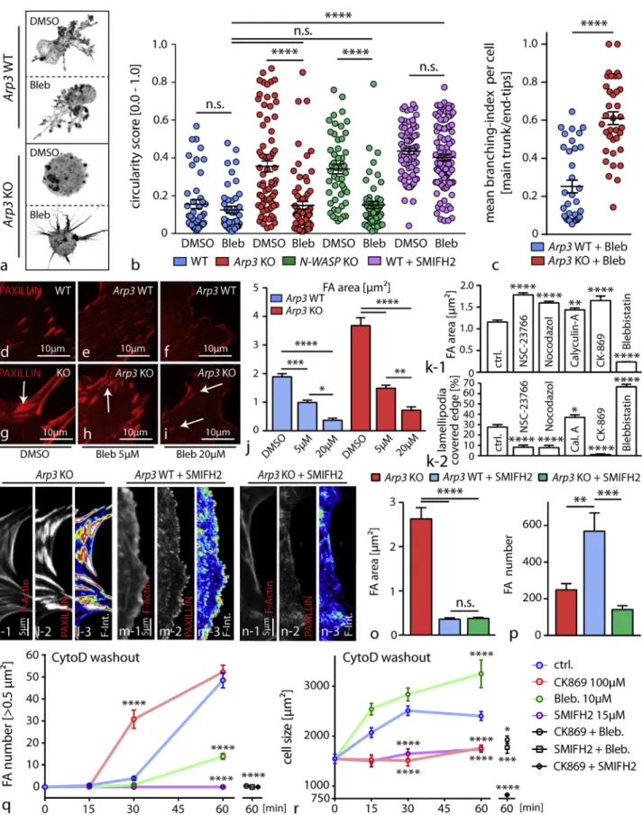 Figure 5. Competition between Different F-Actin Networks Modulates Protrusion Phenotypes and FA Morphology of Podocytes