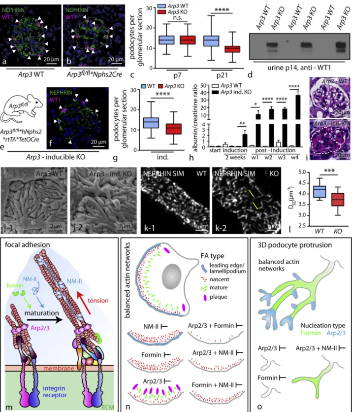 Figure 7. ARP3 Is Required for Efficient Podocyte Adhesion and Maintenance of Foot Process Morphology (A and B) Immunfluorescence for WT1-positive podocytes in wild type and Arp3 knockout animals.