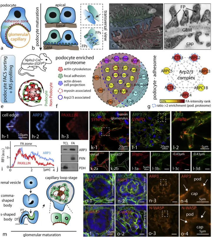 Figure 1. The Arp2/3 Complex Presents a Central Node in the Network of Cytoskeletal Proteins in Podocytes (A) Schematic depicting how podocytes reside on the outer surface of glomerular capillaries.