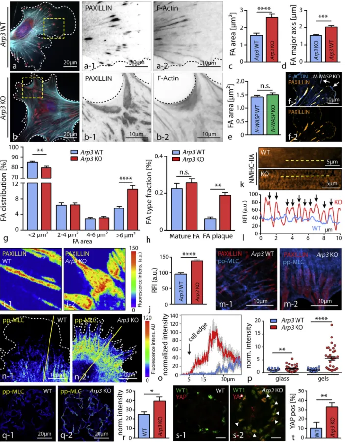 Figure 4. Loss of ARP3 Results in Altered Focal Adhesion Morphology and Increased Actomyosin Activity