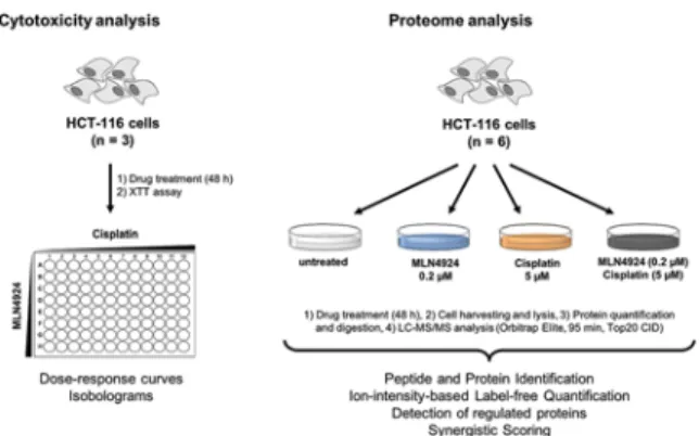 Fig. 2 Results of cell viability studies. (A) and (B) show dose–response curves of single agents and one selected drug combination