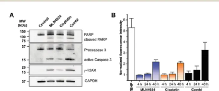 Fig. 5 Analysis of DNA damage, oxidative stress and apoptosis. (A) shows western blot results of marker proteins for DNA damage (g-H2AX) and apoptosis (PARP and caspase 3)