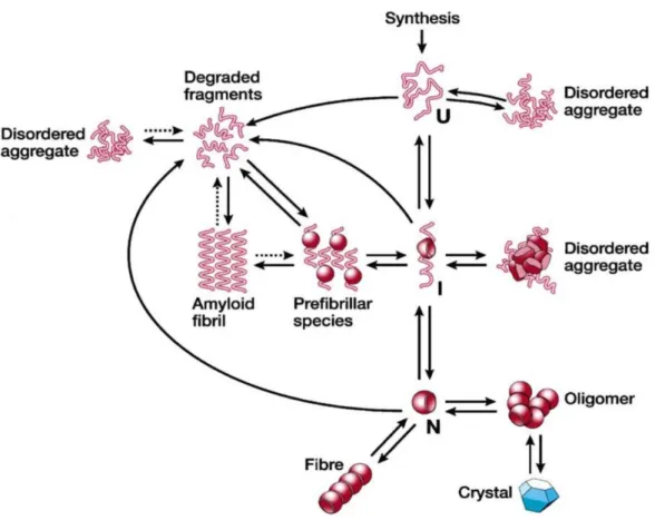 Figure 5. Schematic representation of some of the states accessible to a polypeptide chain following its synthesis on a ribosome  32 