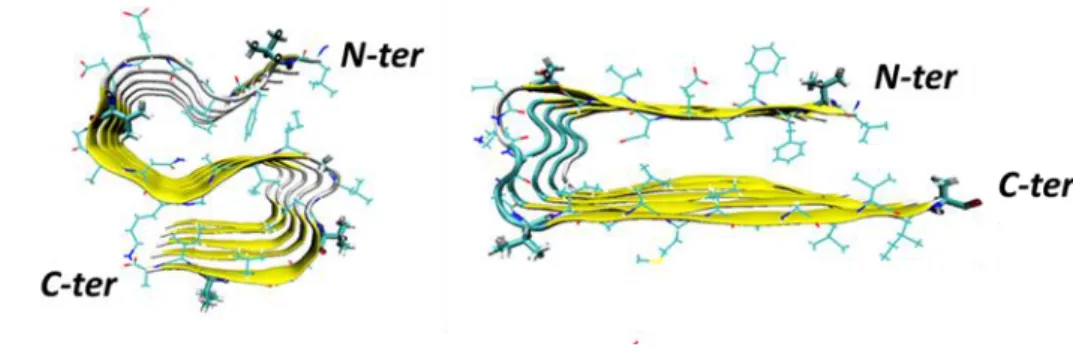 Figure 8. The S-shaped and U-shaped models of Aβ 17-42  pentamer are represented on left and right, respectively
