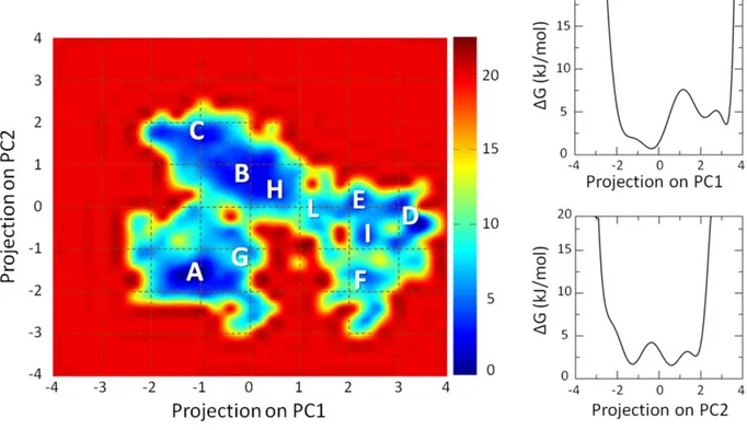 Figure  13.  On  the  left  the  free  energy  profile  (kJ/mol)  of  the  AXH m   are  represented  as  function  of  the  first  and  second  Principal  Component  projection