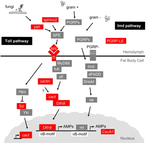 Figure 3. Genes of the Toll and Imd pathways represent longevity candidates. Overview of the Toll and Imd pathways, the two major pathways regulating the humoral innate immune response against fungi and gram-positive bacteria (Toll) and gram-negative bacte