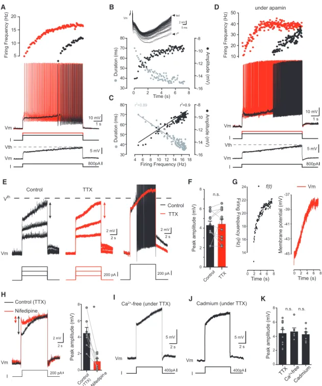 Figure 1. The Delayed Spike-Frequency Acceleration from Bistable Motoneurons Reflects Basic Features of a TTX-Insensitive Slow Membrane Depolarization