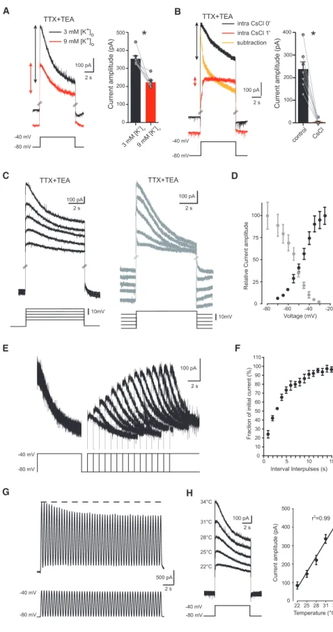 Figure 3. Biophysical Properties of Voltage- Voltage-Gated K + Channel(s) Responsible for the Slow Membrane Depolarization