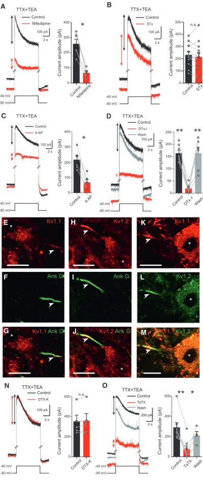Figure 4. The Pharmacological Profile of the Outward Cur- Cur-rent Associated with Immunostaining Implicates Kv1.2 Channels