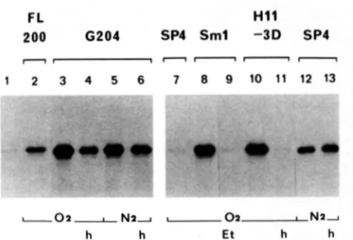 FIG.  3.  Analysis  of  coproporphyrinogen  oxidase  active  mRNA in  wild  t y p e   and  heme-deficient  strains  grown  under  varying conditions