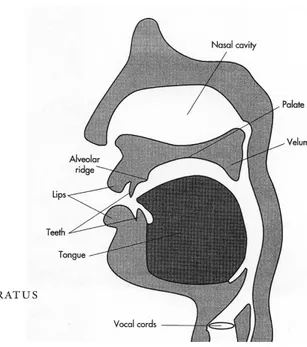 figure 1: vocal apparatus