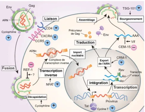 Figure 1. Le cycle de reproduction du virus