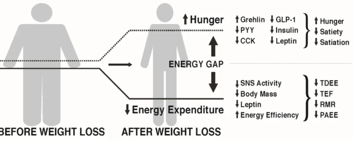 Figure 1 : Écart énergétique selon Melby et al. (29) 