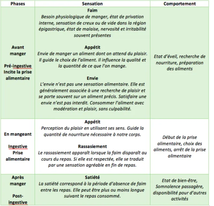 Figure 2. Les phases du comportement alimentaire