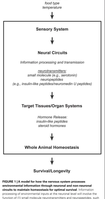 FIGURE 1 | A model for how the nervous system processes environmental information through neuronal and non-neuronal circuits to maintain homeostasis for optimal survival