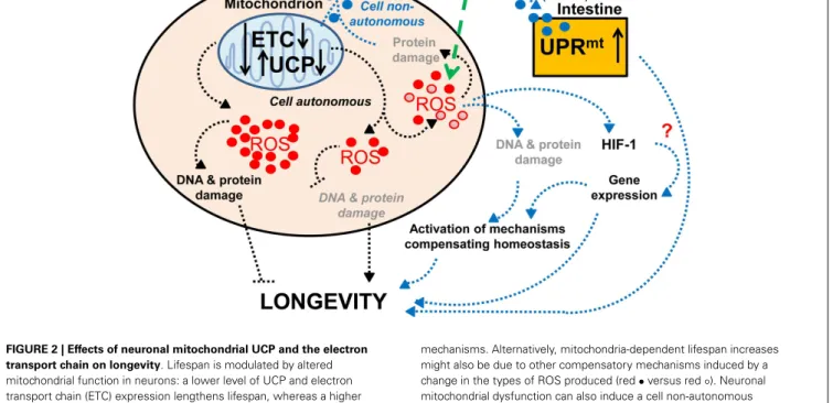 Figure 2) represents a compensatory mechanism that enables the maintenance of homeostasis.