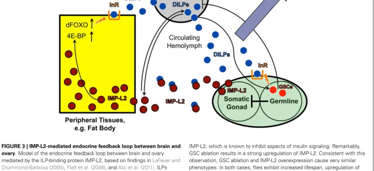 FIGURE 3 | IMP-L2-mediated endocrine feedback loop between brain and ovary. Model of the endocrine feedback loop between brain and ovary mediated by the ILP-binding protein IMP-L2, based on findings in LaFever and Drummond-Barbosa (2005), Flatt et al