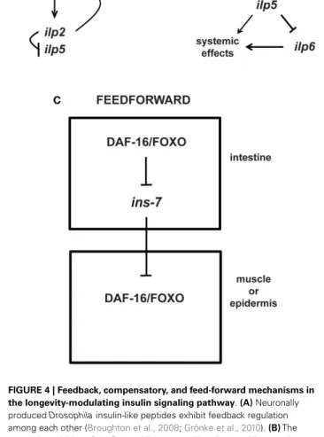 FIGURE 4 | Feedback, compensatory, and feed-forward mechanisms in the longevity-modulating insulin signaling pathway