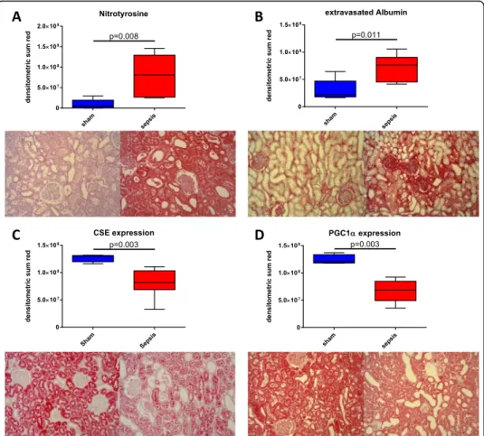 Fig. 3 Kidney specimens stained for nitrotyrosine formation (sham n = 5, sepsis n = 8) (a), albumin extravasation (sham n = 5, sepsis n = 8) (b), CSE expression (sham n = 5, sepsis n = 7) (c), and PGC1 α expression (sham n = 5, sepsis n = 8) (d)