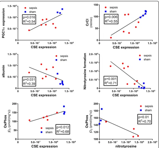Fig. 4 Mathematical correlations of PGC1 α expression, kidney function (CrCl), albumin extravasation, nitrotyrosine formation, mitochondrial activity to CSE expression, and mitochondrial activity to nitrotyrosine formation