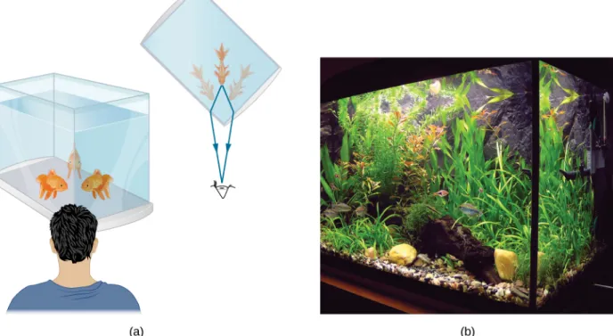 Figure 1.12 (a) Looking at the fish tank as shown, we can see the same fish in two different locations, because light changes directions when it passes from water to air