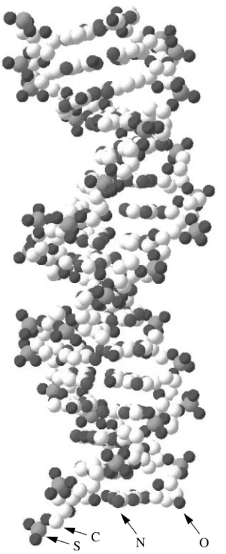 Fig. 1.1. Ball and stick model of a DNA molecule. Atom types are indicated.