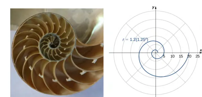 Figure 1.36 A logarithmic spiral is similar to the shape of the chambered nautilus shell