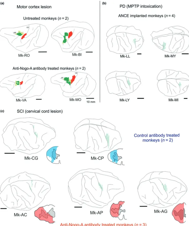 FIGURE 1  (a) On lateral view of the left hemisphere, reconstruction of the BDA injection site in PM (green) and of the M1 lesion (red) for  the MCI monkeys (data derived from Hamadjida et al., 2012)