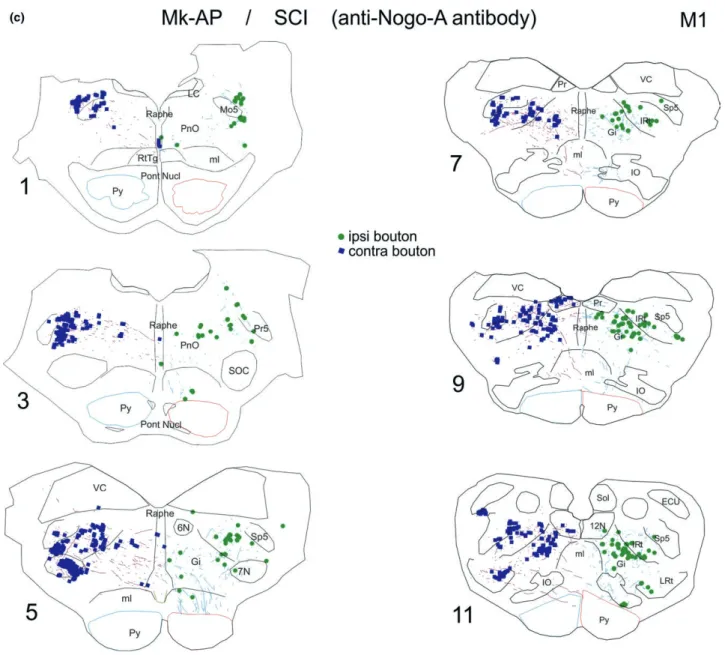 FIGURE 2  Typical distribution of corticobulbar axonal boutons in PMRF in six representative histological sections taken from an MCI  monkey (panel a), from a PD monkey (panel b) and from an SCI monkey (panel c)