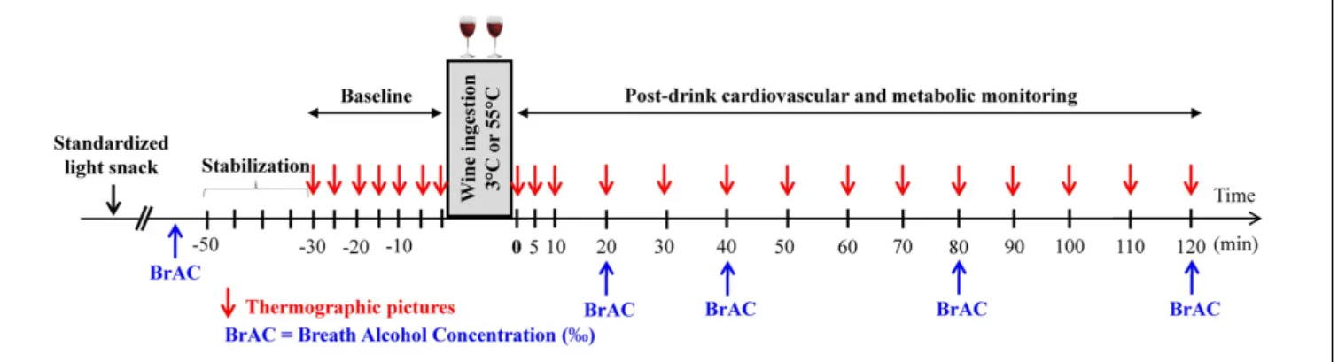 FIGURE 1 | Study design indicating the time at which measurements of breath alcohol concentration (BrAC) and thermographic pictures were done.