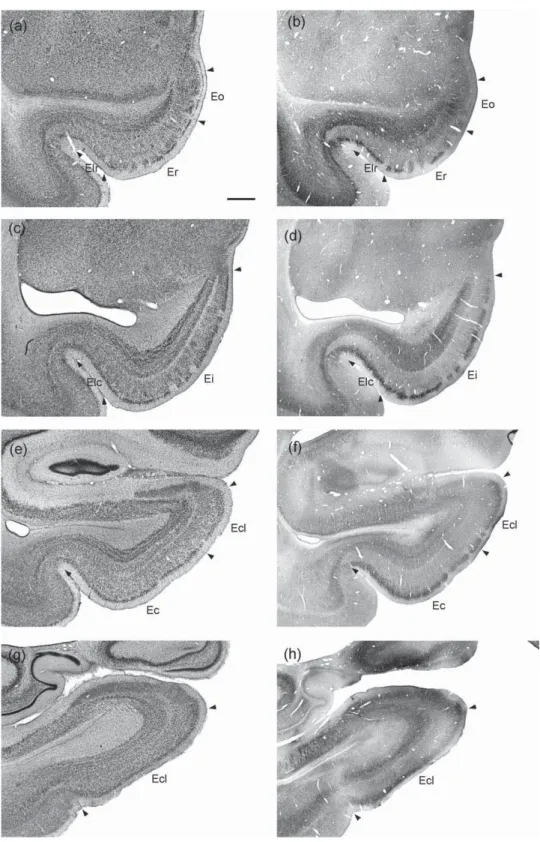 FIGURE 1 Low magnification photomicrographs of coronal sections through the adult rhesus monkey entorhinal cortex