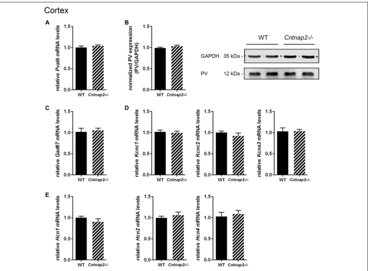 FIGURE 5 | RT-qPCR values from cortical samples of PND25 mice representing mRNA levels for (A) Pvalb, (C) Gad67, (D) Left: Kcnc1; Middle: Kcnc2; Right: