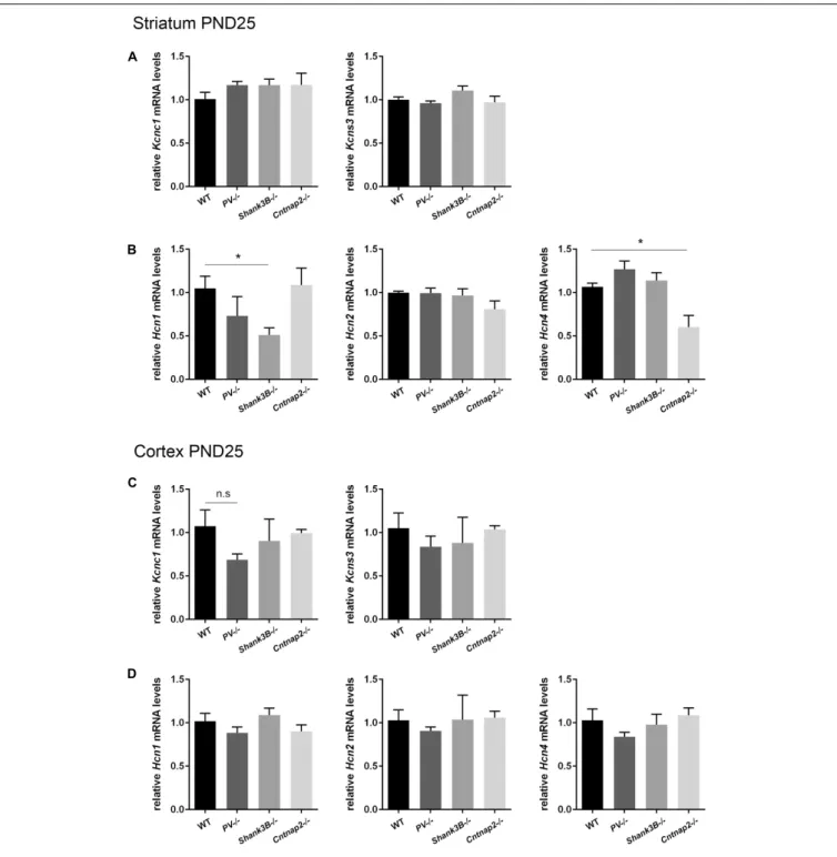 FIGURE 6 | RT-qPCR values from striatal and cortical samples of WT, PV–/–, Shank3B–/–, and Cntnap2–/– PND25 mice representing mRNA levels for (A) and (C) Left: Kcnc1; Right: Kcns3, (B) and (D) Left: Hcn1; Middle: Hcn2; Right: Hcn4