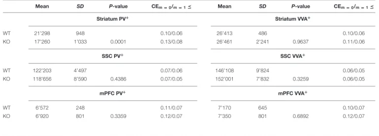 TABLE 2 | Mean total number of PV + and VVA + cells in the striatum, SSC and mPFC of WT and Cntnap2−/− mice.