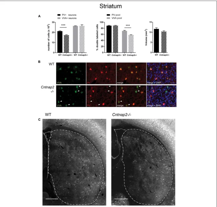 FIGURE 1 | (A) Left: Stereological estimations of PV + (black) and VVA + (gray) cells in the striatum of PND25 WT (N = 6) and Cntnap2−/− (N = 5) mice