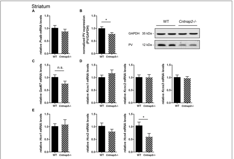 FIGURE 2 | RT-qPCR values from striatal samples of PND25 mice representing mRNA levels for (A) Pvalb, (C) Gad67, (D) Left: Kcnc1; Middle: Kcnc2; Right: Kcns3, (E) Left: Hcn1; Middle: Hcn2; Right: Hcn4